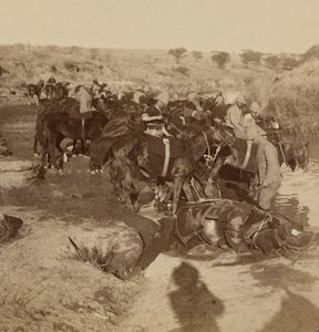 Riego de caballos de artillería, Welgelegen, Sudáfrica de Unknown photographer
