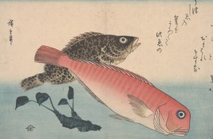 Amadai, Mebaru y raíz de wasabi