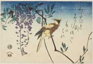 Oropéndola de nuca negra y glicinia de Utagawa Hiroshige