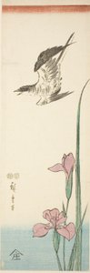 Cuco e iris de Utagawa Hiroshige