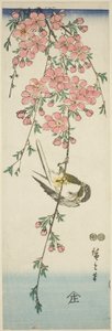 Carbonero común y flores de cerezo de Utagawa Hiroshige