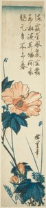 Hibisco de Utagawa Hiroshige