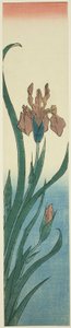 Iris de Utagawa Hiroshige
