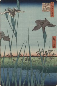 Iris de Horikiri, de la serie Cien vistas famosas de Edo