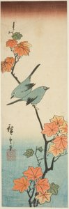 Ojos blancos japoneses en una rama de arce de Utagawa Hiroshige