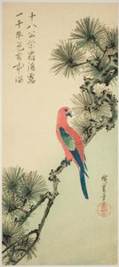 Guacamayo en una rama de pino