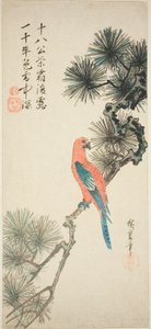 Guacamayo en una rama de pino de Utagawa Hiroshige