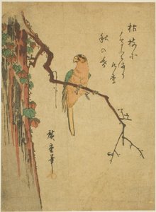 Guacamayo en un árbol cubierto de hiedra de Utagawa Hiroshige