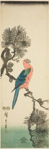 Guacamayo en rama de pino de Utagawa Hiroshige