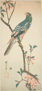 Loro en una rama floreciente de Utagawa Hiroshige