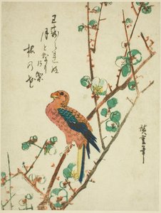 Loro en árbol de ciruela de Utagawa Hiroshige