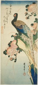 Faisán y crisantemos de Utagawa Hiroshige