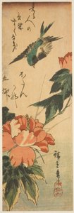 Golondrina y hibisco