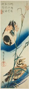 Dos patos nadando entre juncos de Utagawa Hiroshige