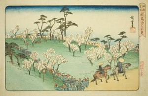 Viendo los cerezos en flor en la colina de Asuka (Asukayama hanami), de la serie "Lugares famosos en Edo (Koto meisho)"