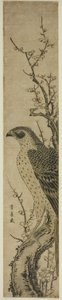 Halcón sobre un cerezo de Utagawa Toyohiro