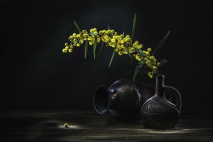 Naturaleza muerta con mimosa amarilla