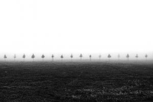 Árboles en un campo brumoso de Vanja Tajnsek