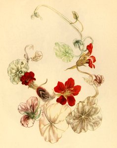 ‘Capuchina’