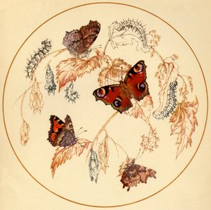 Pavo real, mariposa pequeña de concha y mariposa de coma de Vere Temple