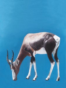 Blesbok africano pastando