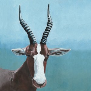 La mirada del antílope blesbok de Viccy Wanliss