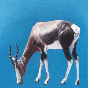 Bontebok contra Blue