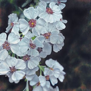 Flores blancas bañadas por el rocío de Viccy Wanliss