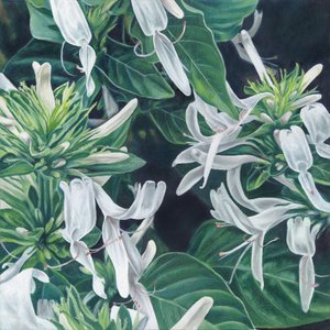 Elegantes flores blancas de Viccy Wanliss