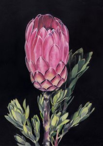 Protea rosa exótica de Viccy Wanliss