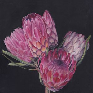 Proteas rosas exóticas de Viccy Wanliss