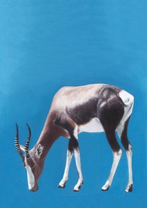 Antílope blesbok pastando