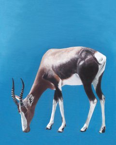Antílope bontebok pastando