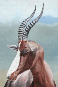 El majestuoso antílope blesbok