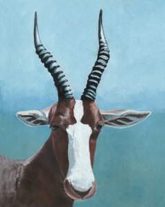 Mirada de un blesbok pintado