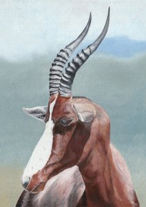 La mirada serena del blesbok