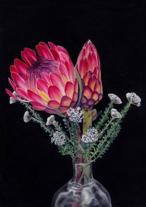 «Protea y Blombos», de Viccy Wanliss
