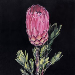 Una protea rosa llamativa de Viccy Wanliss