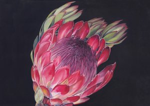 Protea real de colores vivos