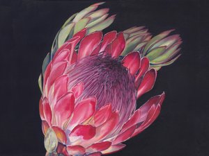 Protea real de colores vivos de Viccy Wanliss