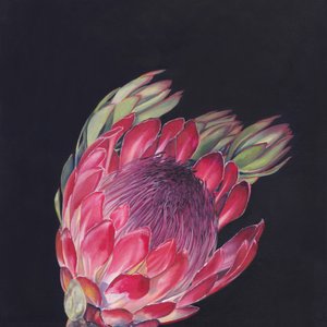 Protea rosa intenso de Viccy Wanliss