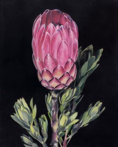 Protea rosa intenso de Viccy Wanliss