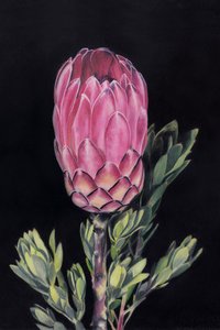 Protea rosa intenso