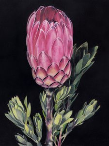 Protea rosa intenso de Viccy Wanliss
