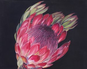 Una flor de protea de colores vivos