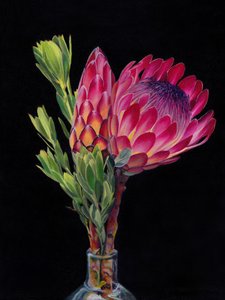 Coloridas flores de protea