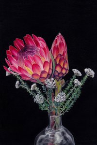 Coloridas flores de protea