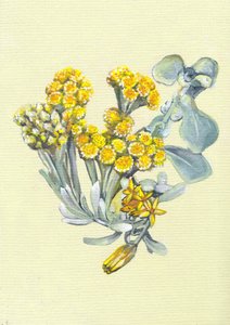  de Viccy Wanliss