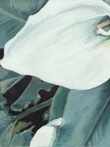 Flor de cala blanca
