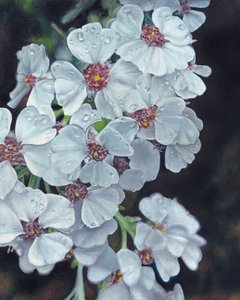 Gotas de rocío en flores blancas de Viccy Wanliss